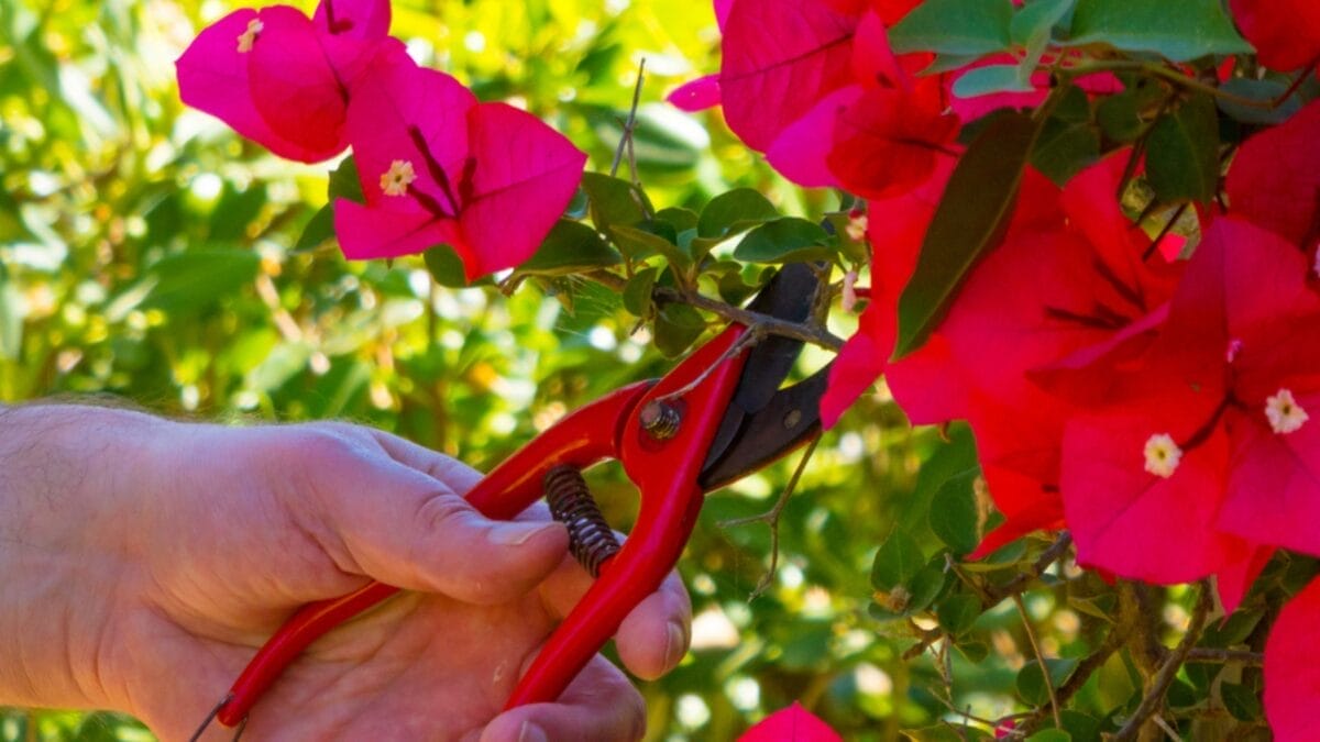 Master the Art of Growing Stunning Bougainvillea Plants 7 Master the Art of Growing Stunning Bougainvillea Plants - Cutting Bougainvillea dp276009420