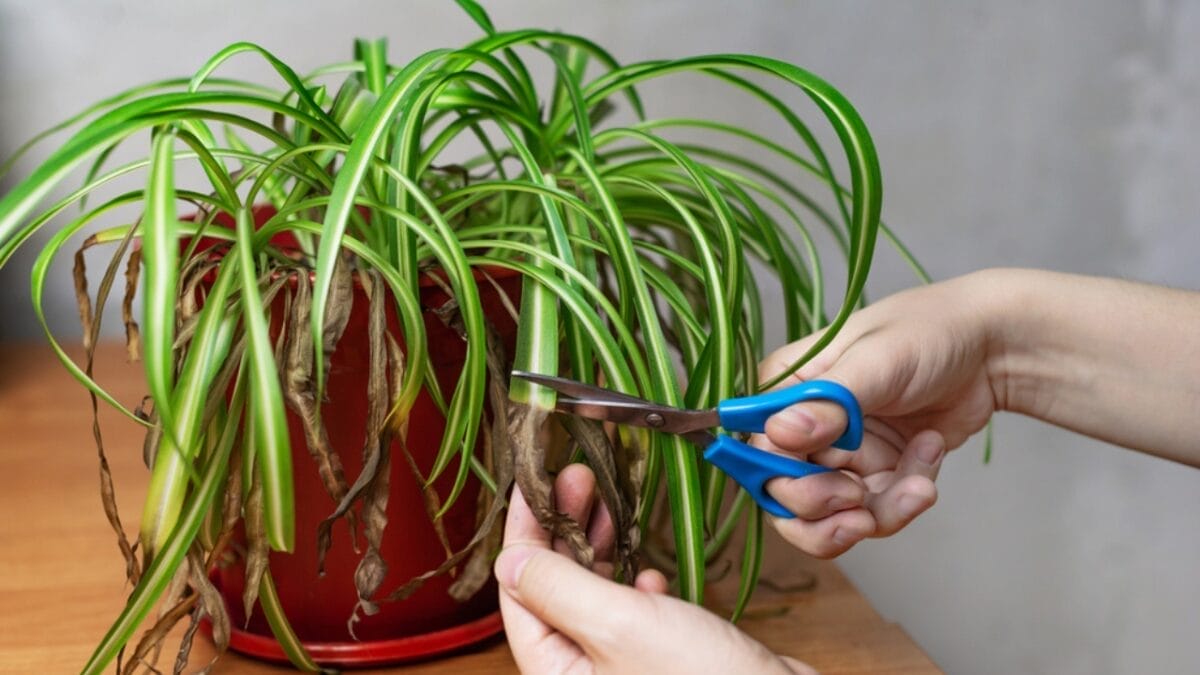 11 Houseplants You Can Forget About—No Fertilizer Needed - Cutting Spider Plant ss1660818145