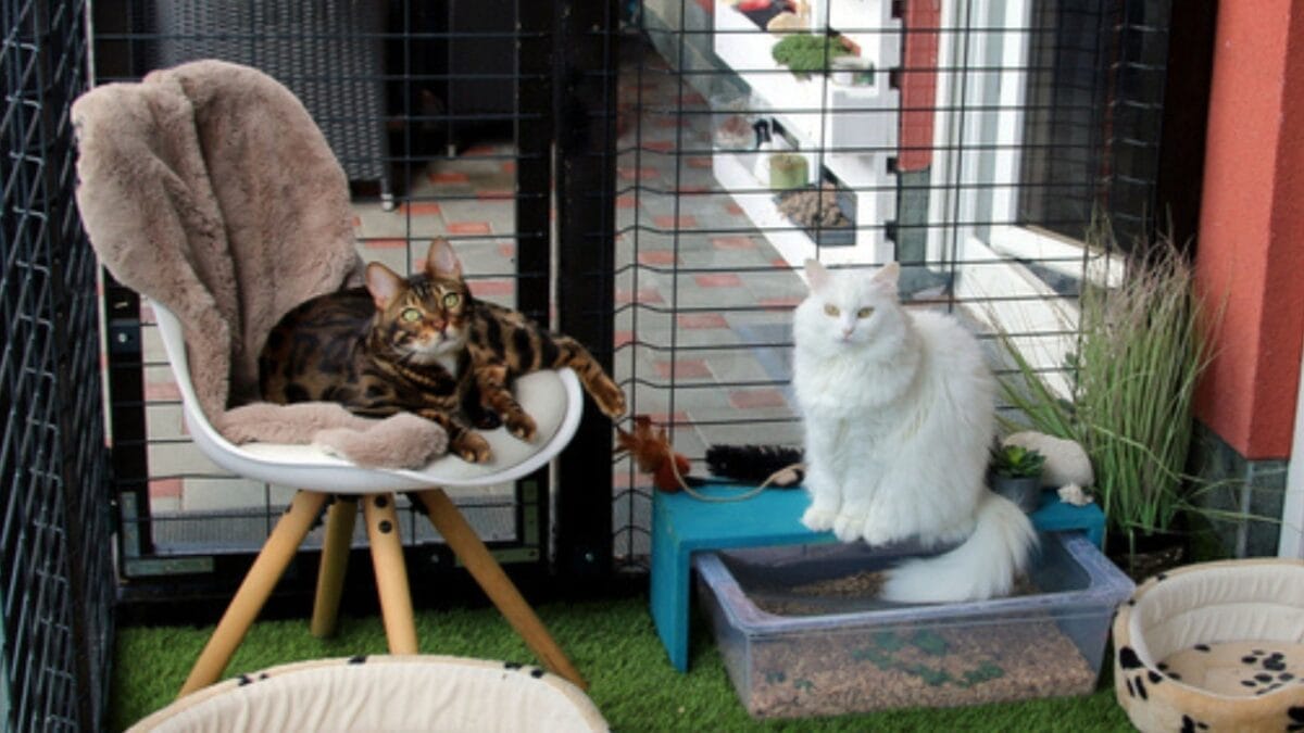 Keeping Cats Warm in Winter: Tips Every Owner Should Follow 5 Keeping Cats Warm in Winter: Tips Every Owner Should Follow - DIY Cat Space Outdoor ss1780534985