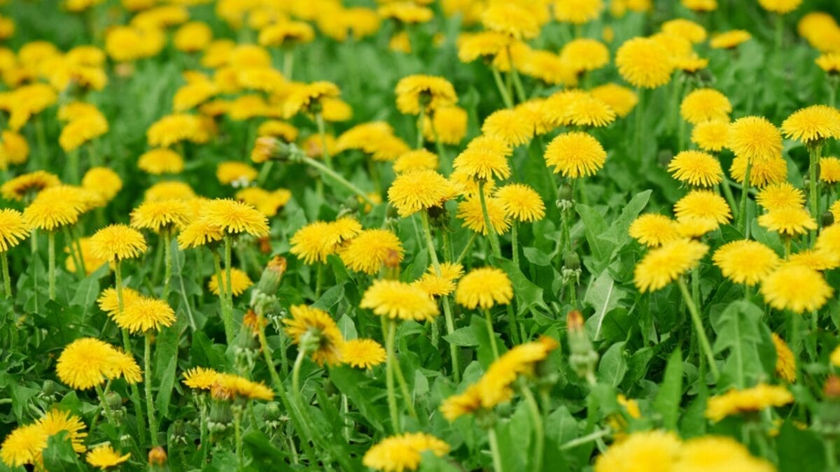 Nature’s Toolkit: 15 Herbs with Potential Lifesaving Benefits 17 Nature’s Toolkit: 15 Herbs with Potential Lifesaving Benefits - Dandelion dp197788328
