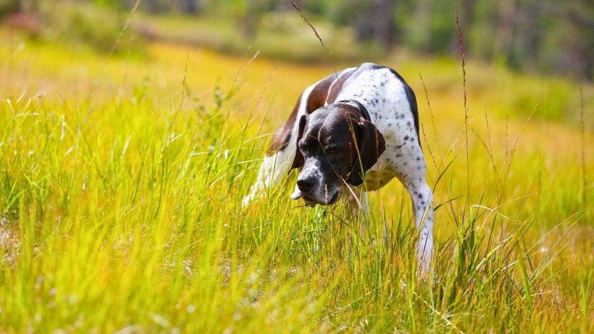 9 Reasons Pointers are Truly Exceptional Canine Companions - Depositphotos dp717558322