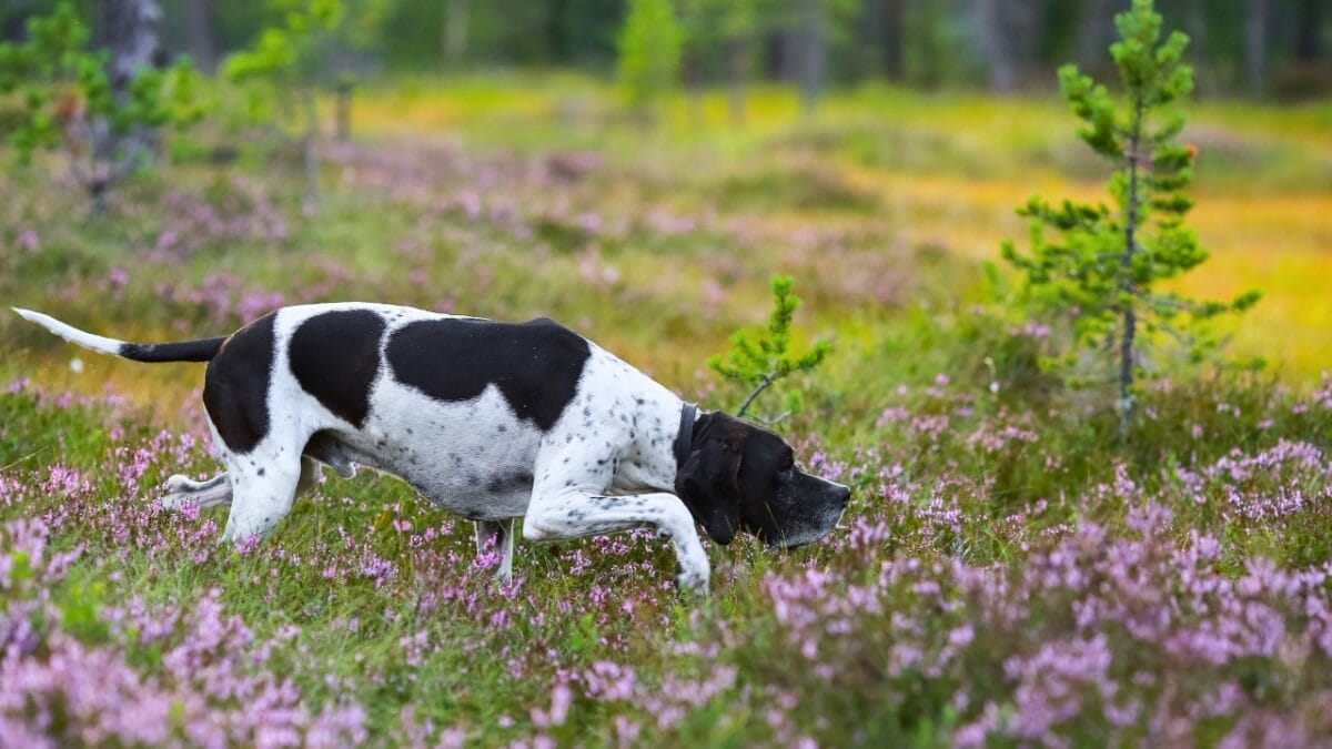 9 Reasons Pointers are Truly Exceptional Canine Companions 3 9 Reasons Pointers are Truly Exceptional Canine Companions - Depositphotos dp717558350