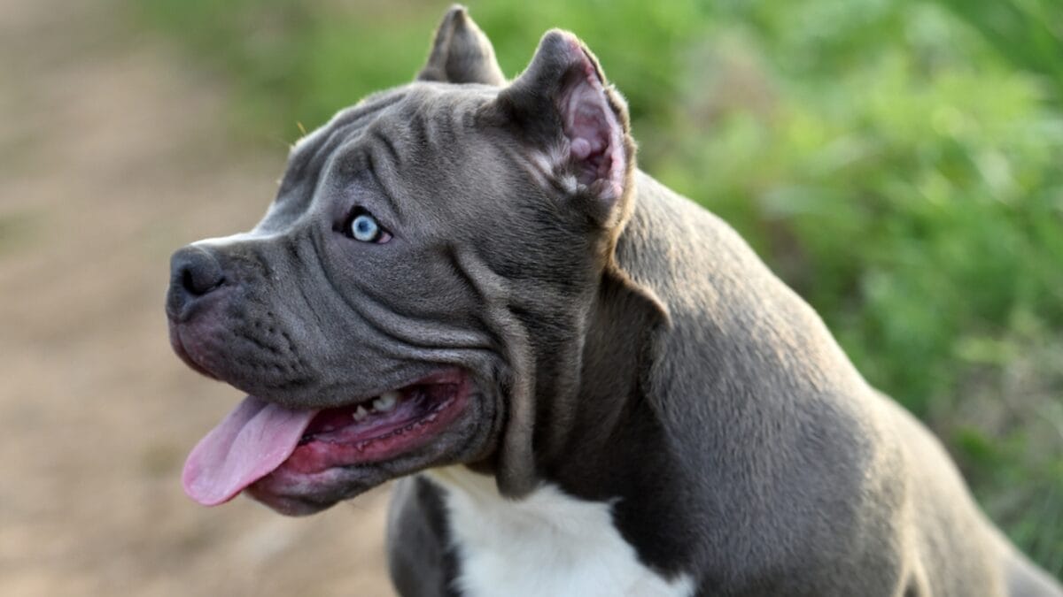 11 Sweet Reasons the All-American Bulldog Is Easy to Love 2 11 Sweet Reasons the All-American Bulldog Is Easy to Love - Descendants of Bullbaiting Dogs dp357029070