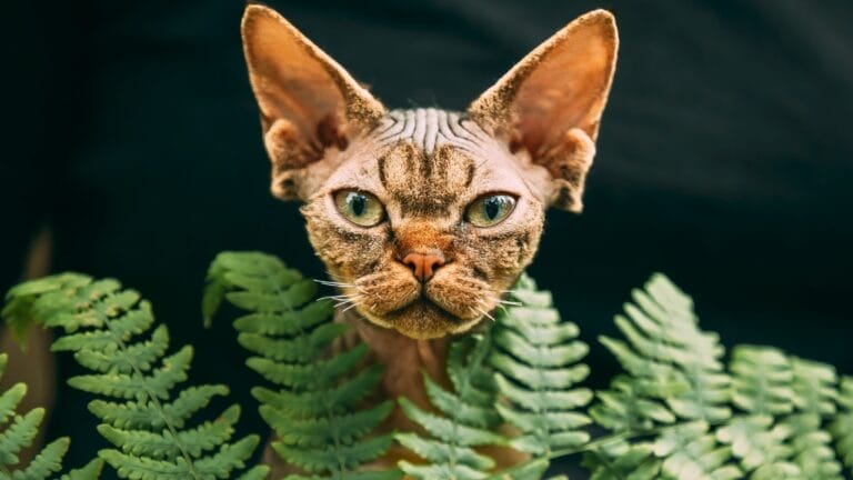 10 Weird Cat Breeds Most People Have Never Seen 6 10 Weird Cat Breeds Most People Have Never Seen - Devon Rex Cat ss2482960227