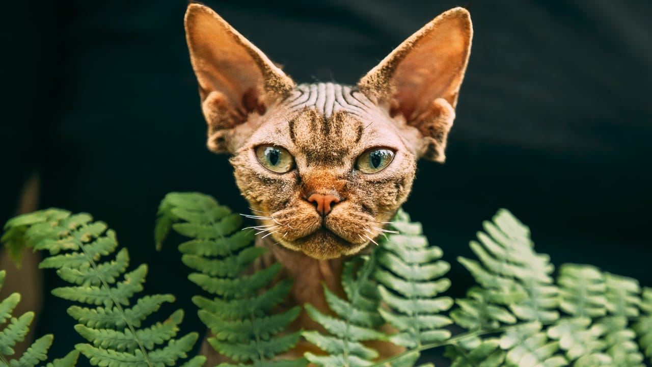 16 of The Most Eye-Catching Brown Cat Breeds 8 16 of The Most Eye-Catching Brown Cat Breeds - Devon Rex Cat ss2482960227