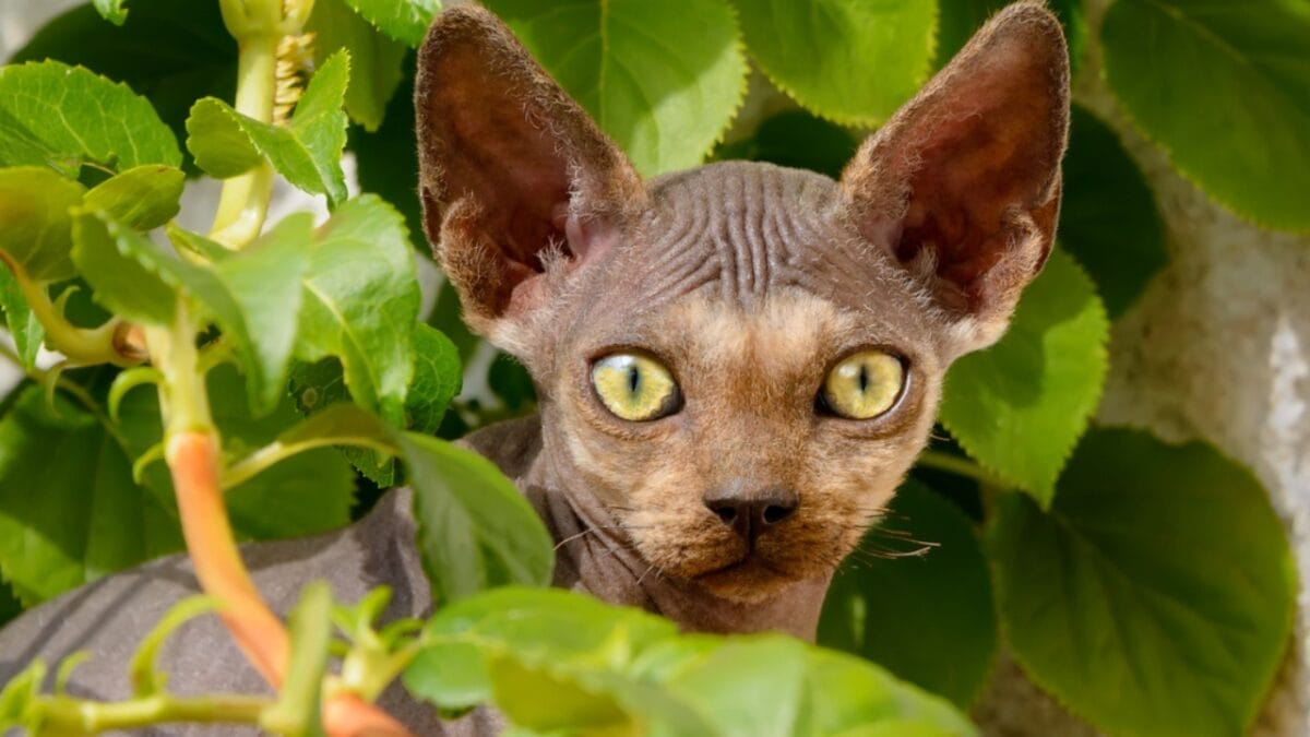 12 British Cat Breeds That Have Captured Hearts for Centuries 7 12 British Cat Breeds That Have Captured Hearts for Centuries - Devon Rex ss1040406076