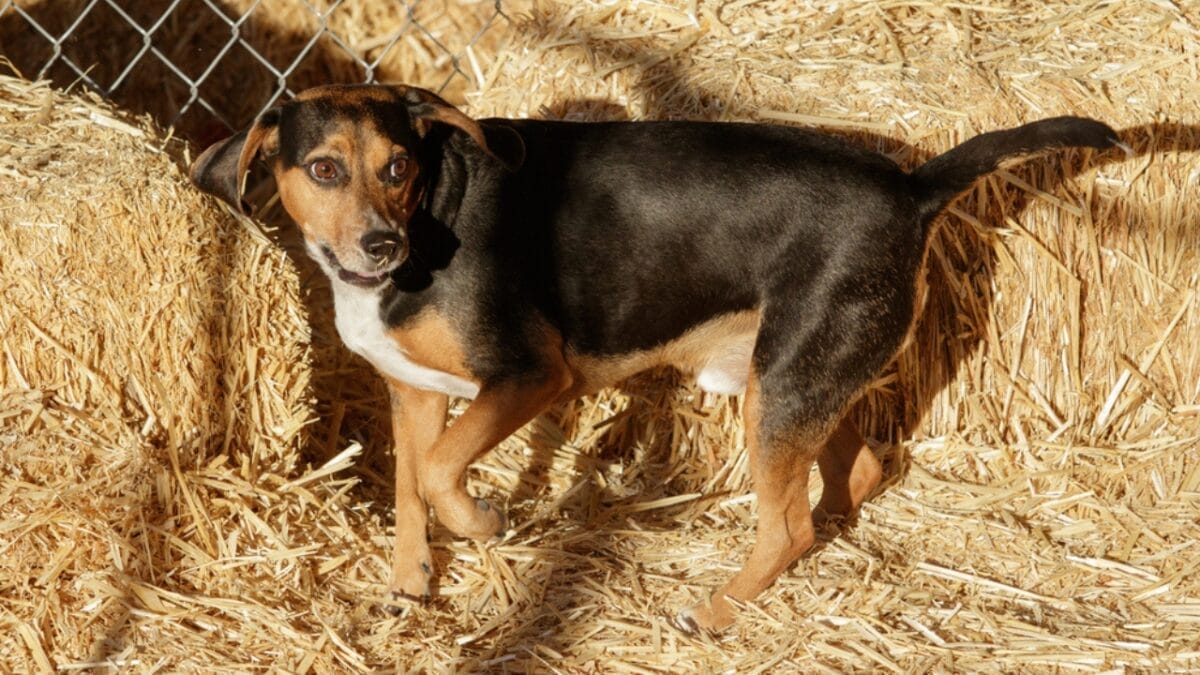 25 Extraordinary Ways to Bond With Your Dog Beyond the Leash 24 25 Extraordinary Ways to Bond With Your Dog Beyond the Leash - Dog Barn Hunt dp307289470