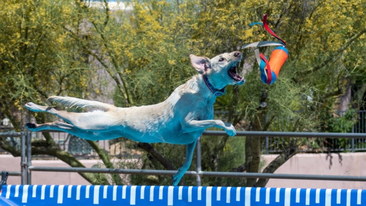 25 Extraordinary Ways to Bond With Your Dog Beyond the Leash 17 25 Extraordinary Ways to Bond With Your Dog Beyond the Leash - Dog Dock Diving dp375057482