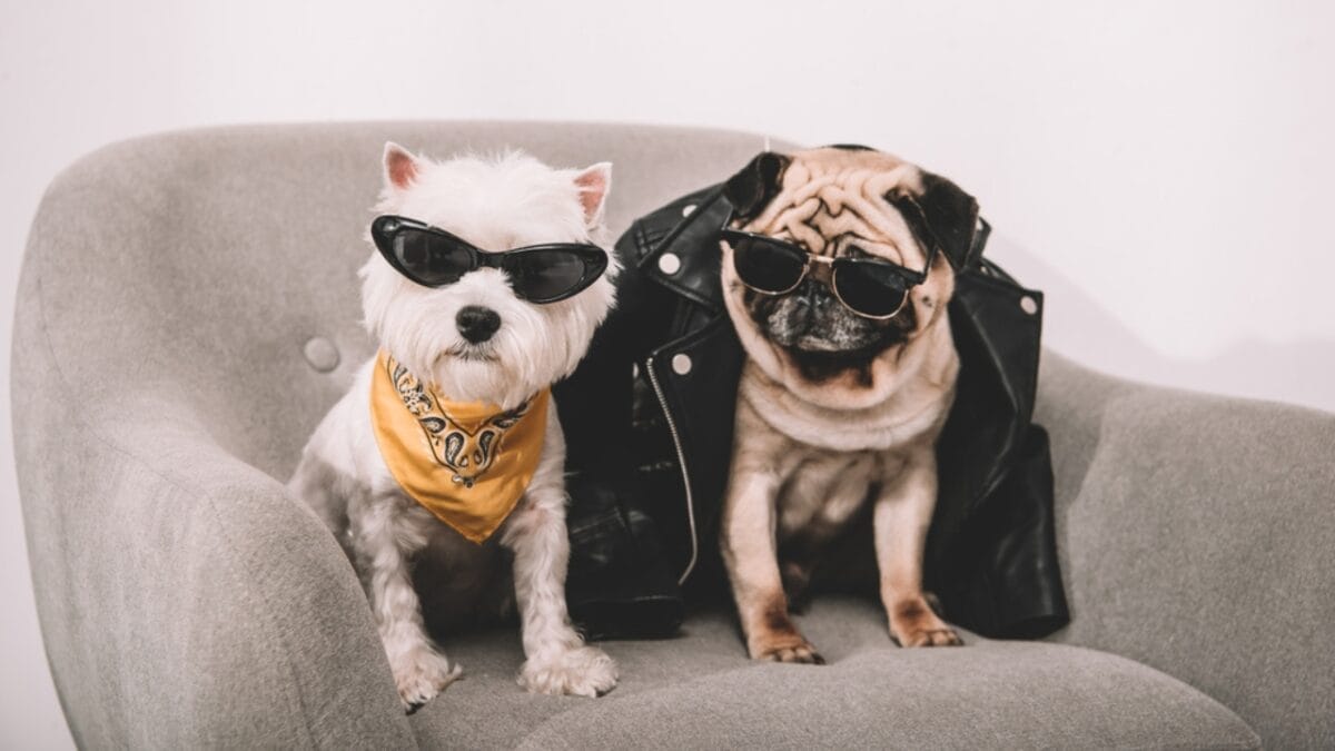 25 Extraordinary Ways to Bond With Your Dog Beyond the Leash 18 25 Extraordinary Ways to Bond With Your Dog Beyond the Leash - Dog Fashion Show dp173483674