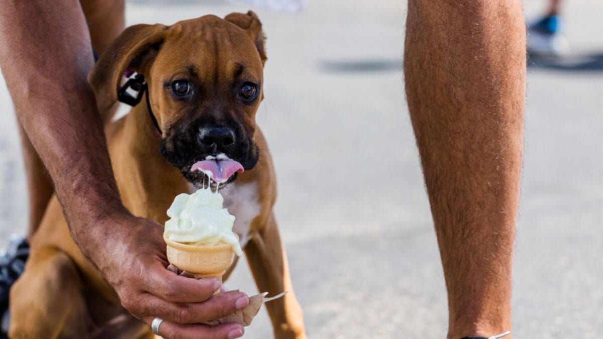 25 Extraordinary Ways to Bond With Your Dog Beyond the Leash 23 25 Extraordinary Ways to Bond With Your Dog Beyond the Leash - Dog Ice Cream dp52438543