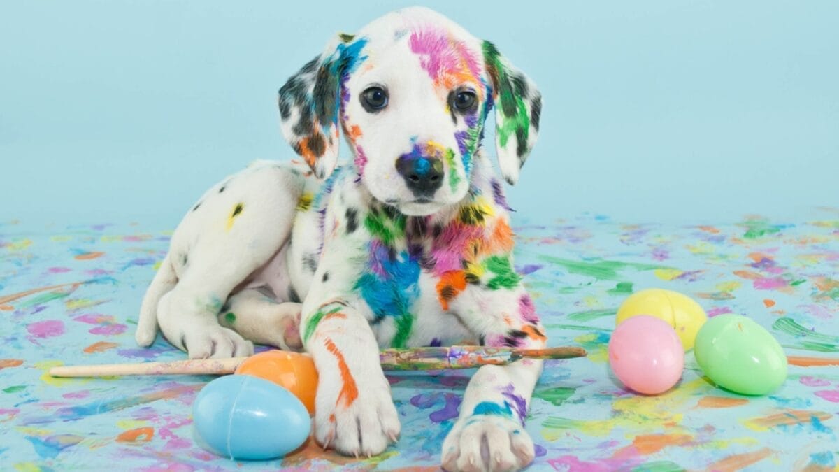 35 Fun Ways to Keep Your Dog Entertained Indoors - Dog Paint dp42123797