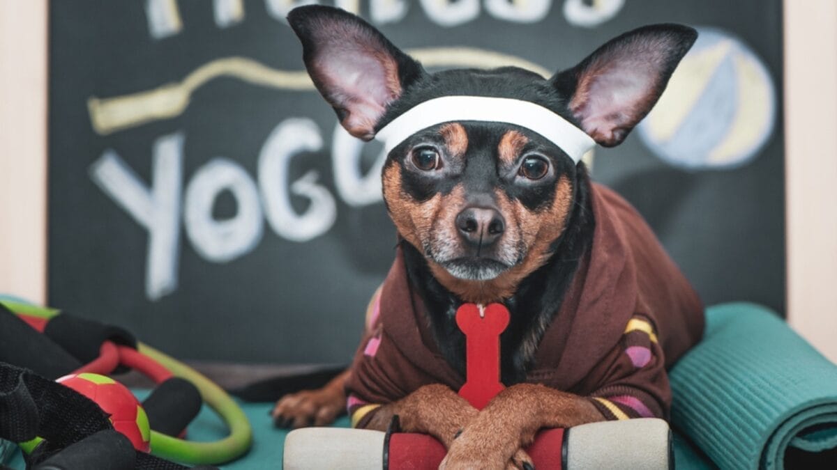 35 Fun Ways to Keep Your Dog Entertained Indoors - Dog Yoga dp251515400