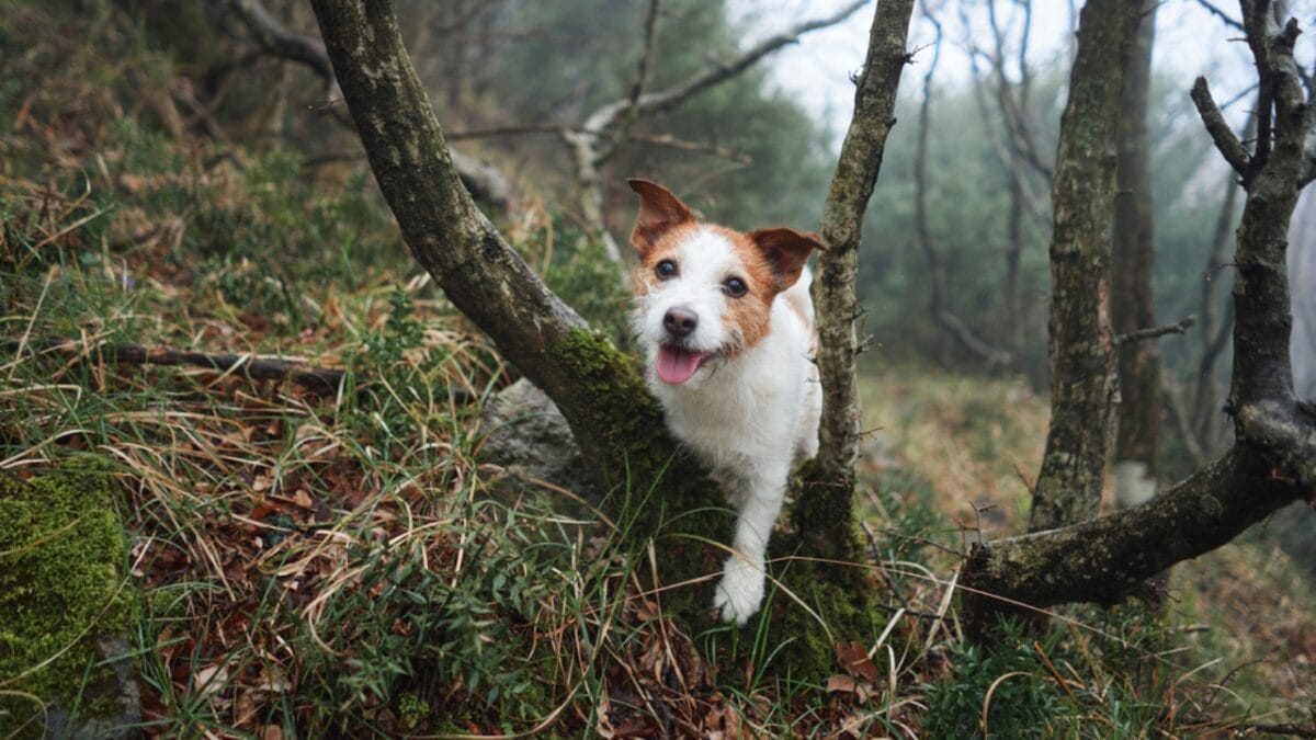 25 Extraordinary Ways to Bond With Your Dog Beyond the Leash 19 25 Extraordinary Ways to Bond With Your Dog Beyond the Leash - Dog in Tree dp651204366