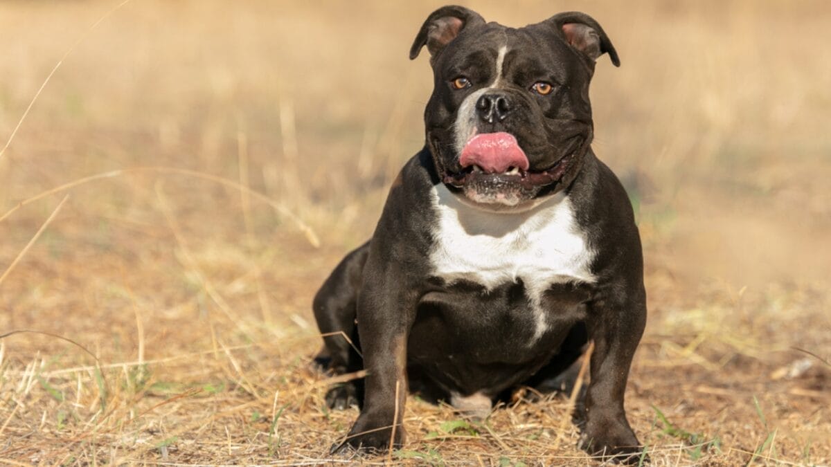 11 Sweet Reasons the All-American Bulldog Is Easy to Love 8 11 Sweet Reasons the All-American Bulldog Is Easy to Love - Drool Gas Galore dp408169204