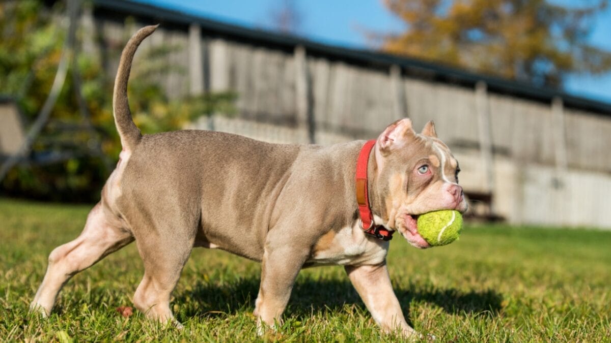11 Sweet Reasons the All-American Bulldog Is Easy to Love 10 11 Sweet Reasons the All-American Bulldog Is Easy to Love - Early Socialization Is Key dp523488330