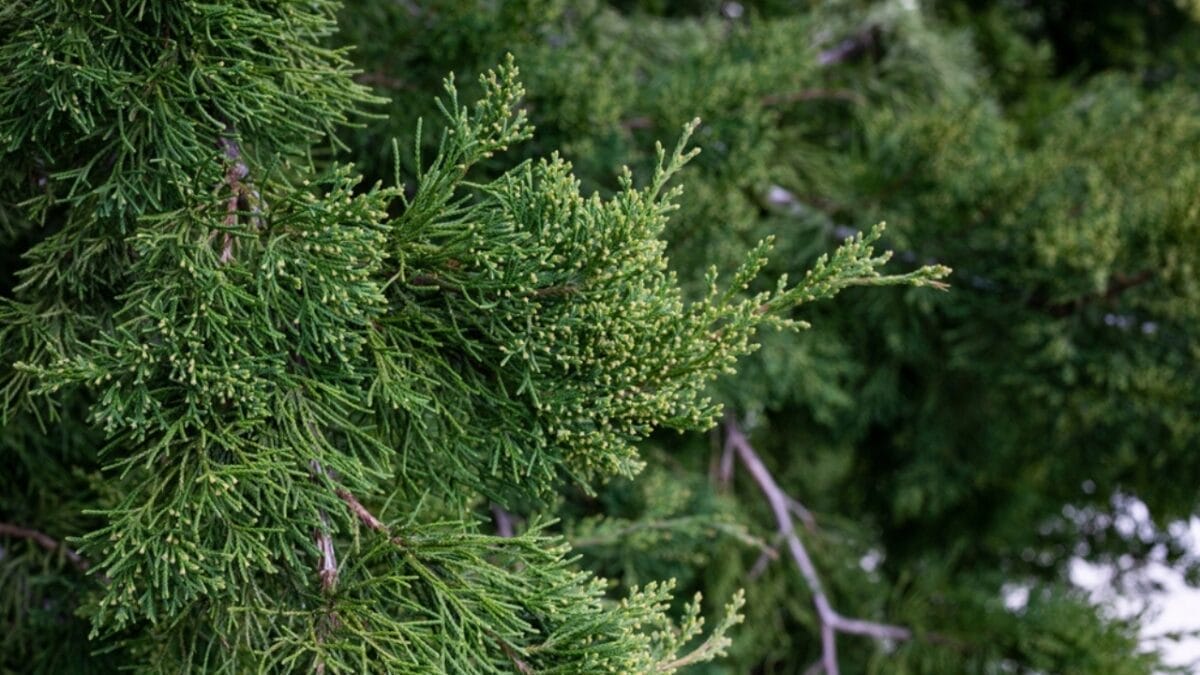 10 Fragrances to Boost Positivity in Your Home with Good Feng Shui 5 10 Fragrances to Boost Positivity in Your Home with Good Feng Shui - Eastern Red Cedar ss2123724236