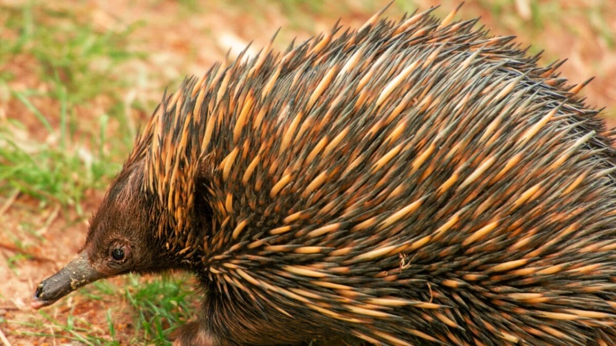 25 Real Animals That Look Too Unique to Be True 22 25 Real Animals That Look Too Unique to Be True - Echidna Spiny Anteater dp335772942