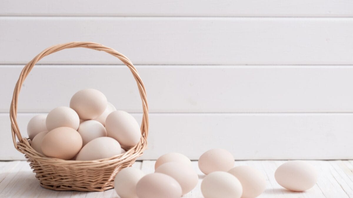 15 Foods That Can Help Your Sick Cat Start Eating Again 11 15 Foods That Can Help Your Sick Cat Start Eating Again - Eggs dp154395128