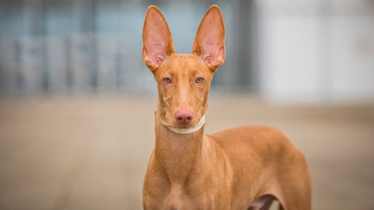 Guardians of the Pharaohs: 6 Dogs of Ancient Egypt 6 Guardians of the Pharaohs: 6 Dogs of Ancient Egypt - Egyptian Pharaoh Hound ss2250435245dnoh