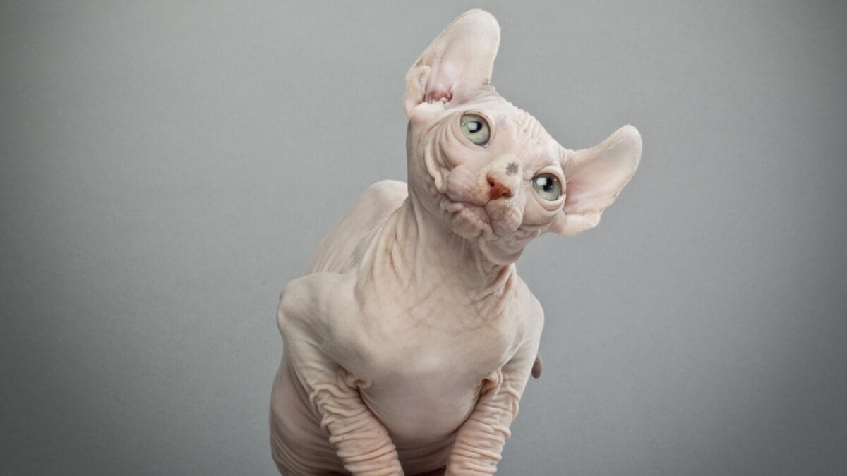 10 Weird Cat Breeds Most People Have Never Seen 10 10 Weird Cat Breeds Most People Have Never Seen - Elf Cat ss124531846