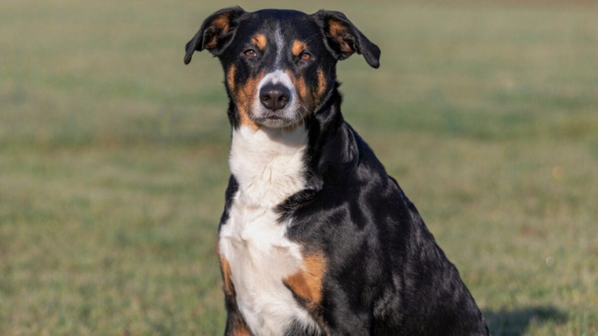 10 Majestic Mountain Dog Breeds You’ll Want in Your Life 5 10 Majestic Mountain Dog Breeds You’ll Want in Your Life - Embracing the Rare Remarkable Appenzeller dp452889680