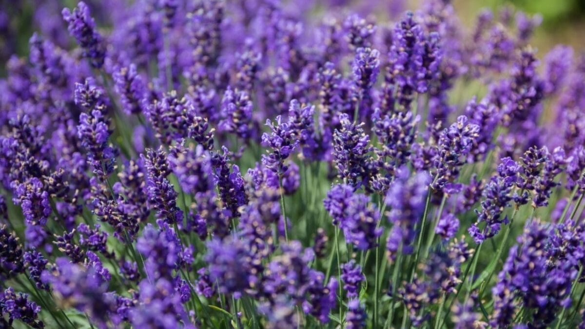 Healing in Your Backyard: 15 Medicinal Plants to Grow - English Lavender ss2338075637
