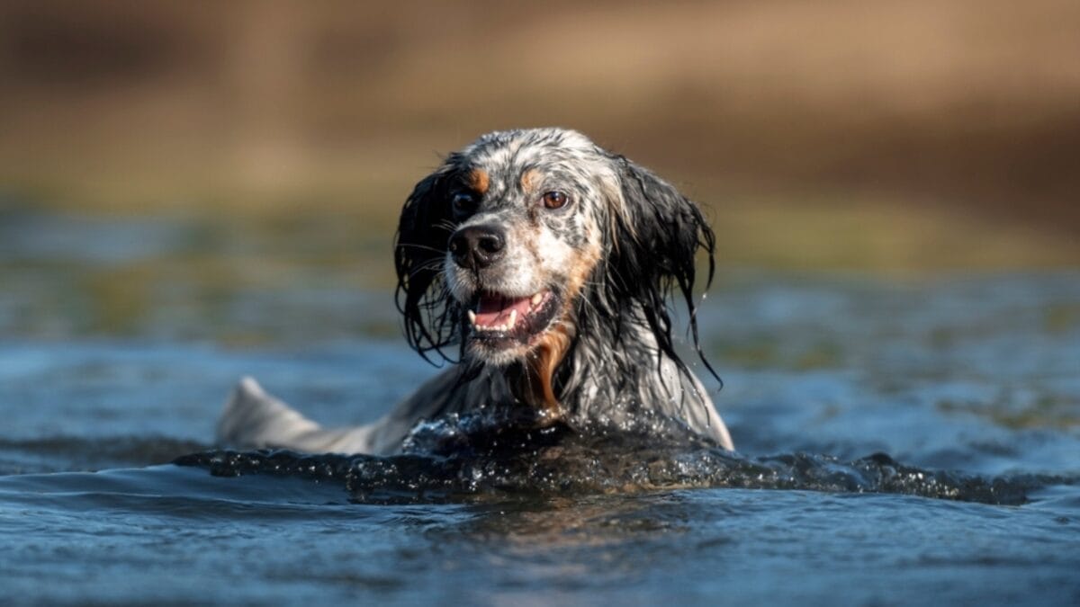 14 Dog Breeds That Can't Resist a Good Swim 9 14 Dog Breeds That Can't Resist a Good Swim - English Setter Swimming ss2366587207