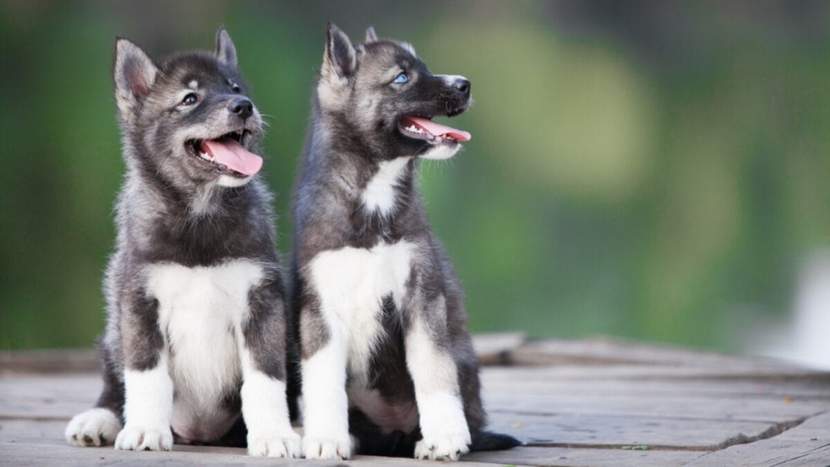 Alaskan Klee Kai: 8 Traits of the Mini Husky with ’70s Roots - Extreme Loyalty dp659233416