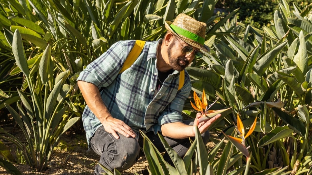 Cultivate Your Own Tropical Eden with Bird of Paradise 5 Cultivate Your Own Tropical Eden with Bird of Paradise - Farmer checking Bird of paradise flowers ss2236431461