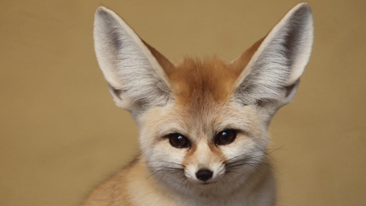 15 Mammals Thriving Where Few Can Survive 11 15 Mammals Thriving Where Few Can Survive - Fennec Foxes ss2380374385
