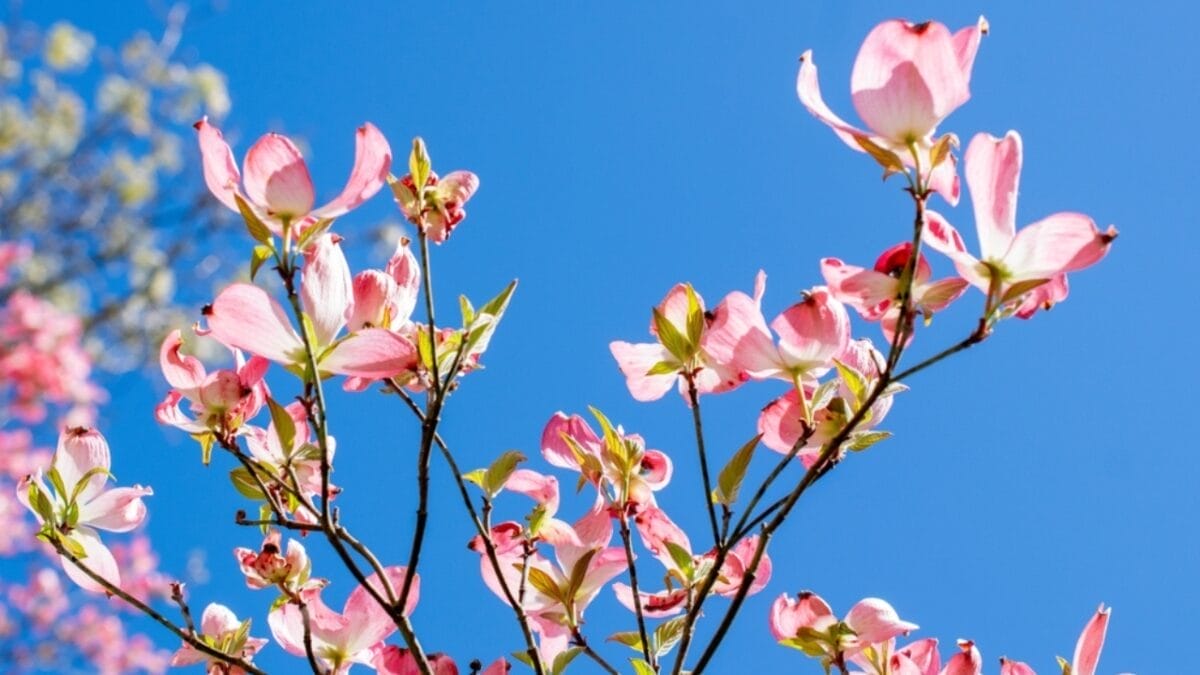 20 Beautiful Plants to Celebrate the Memory of Departed Loved Ones 19 20 Beautiful Plants to Celebrate the Memory of Departed Loved Ones - Flowering Dogwood ss2460706111