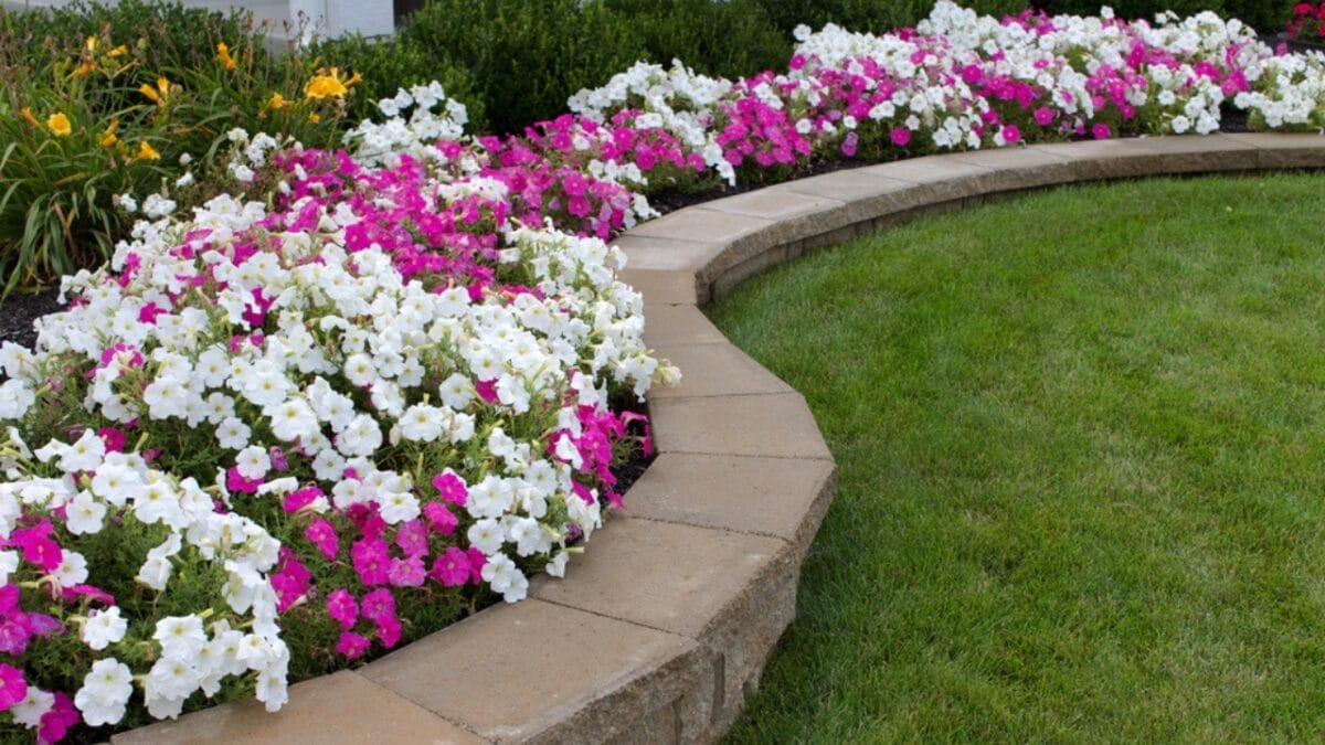 The Buzz is Fading: Plants & Pollinators Losing Their Natural Rhythm 7 The Buzz is Fading: Plants & Pollinators Losing Their Natural Rhythm - Flowers Planted on Retaining Wall dp30357943