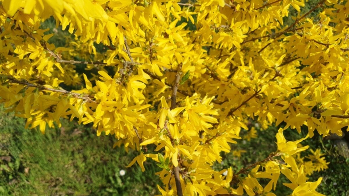 Skip the Fence: 18 Fast-Growing Shrubs for Instant Privacy 10 Skip the Fence: 18 Fast-Growing Shrubs for Instant Privacy - Forsythia Flower dp722102018