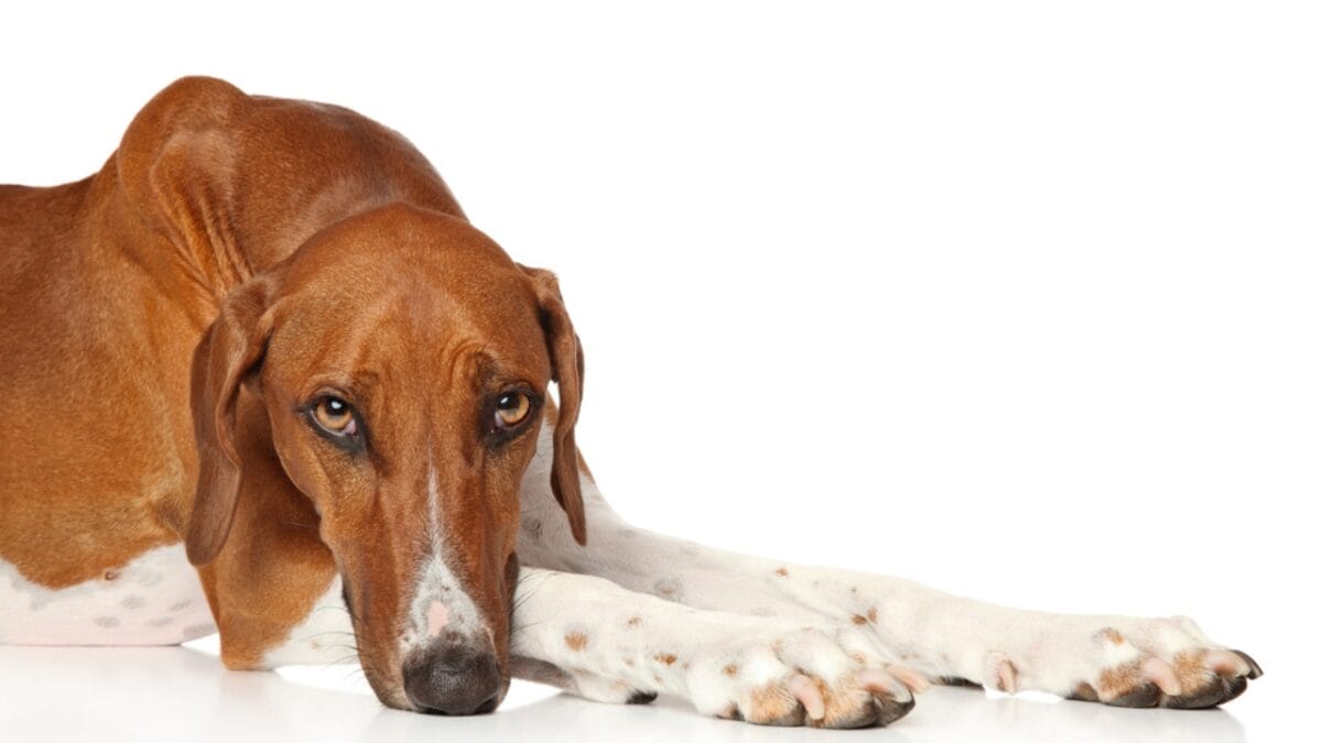 8 Milestones That Shaped the Evolution of the Azawakh Dog - Genetic Diversity dp165408546