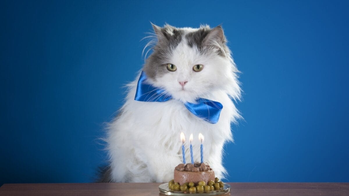 8 Surprising Similarities Between Cat & Dog Owners 4 8 Surprising Similarities Between Cat & Dog Owners - Gift Giving Celebrations ss134254256