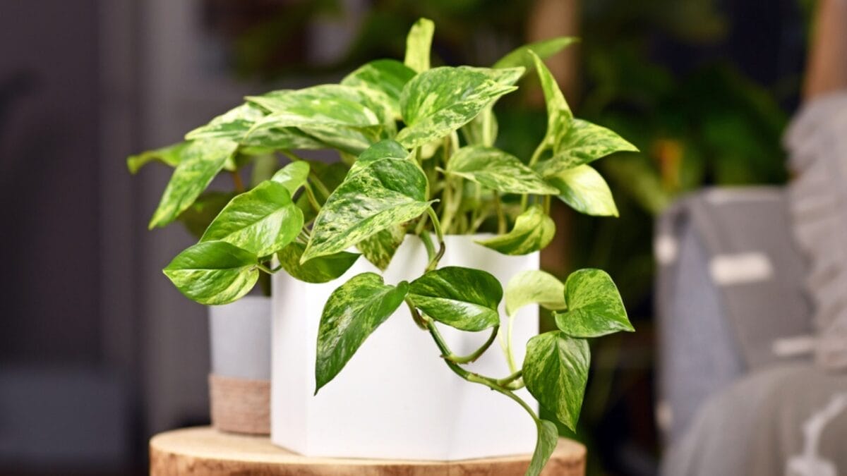 18 Plants That Flourish in Humid Bathrooms 6 18 Plants That Flourish in Humid Bathrooms - Golden Pothos dp474306202