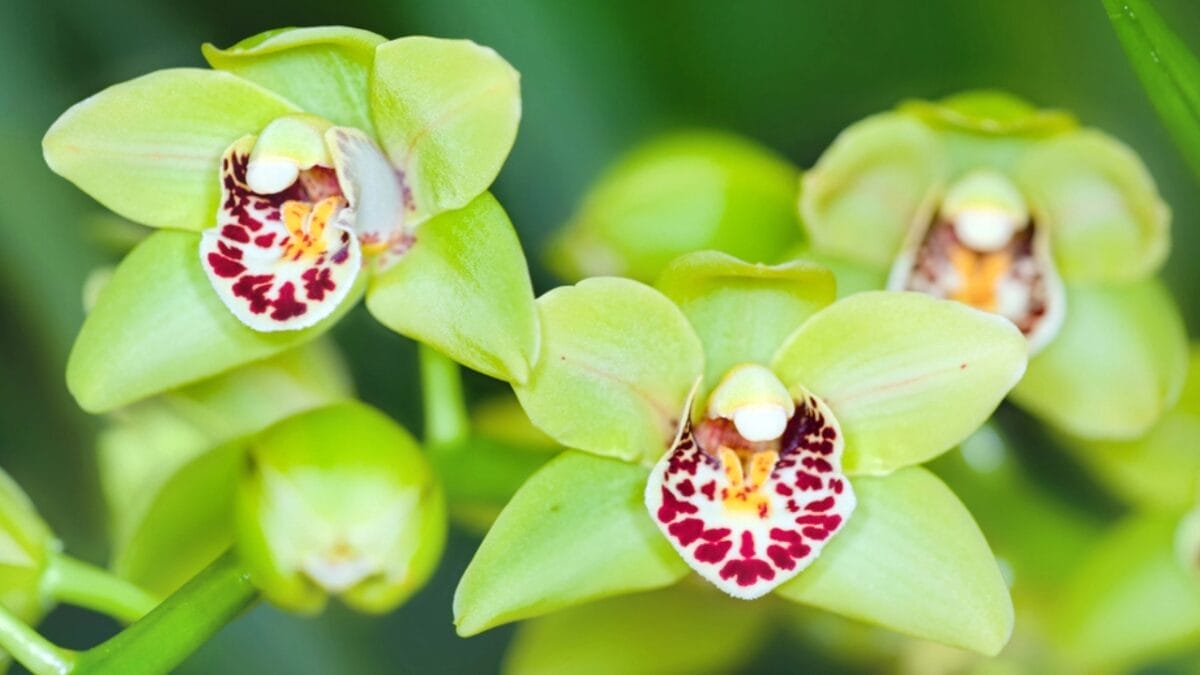Orchid Symbolism Secrets: What 12 Bloom Colors Really Mean 10 Orchid Symbolism Secrets: What 12 Bloom Colors Really Mean - Green Orchids dp7618593