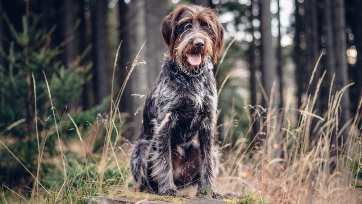 10 Unique Traits of the Wirehaired Pointing Griffon, Thanks to Mendel 6 10 Unique Traits of the Wirehaired Pointing Griffon, Thanks to Mendel - Griffon dp440643332