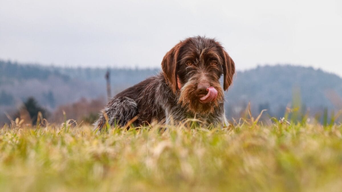 10 Unique Traits of the Wirehaired Pointing Griffon, Thanks to Mendel 10 10 Unique Traits of the Wirehaired Pointing Griffon, Thanks to Mendel - Griffons Are Gaining Popularity as Versatile Sporting Dogs dp254996992
