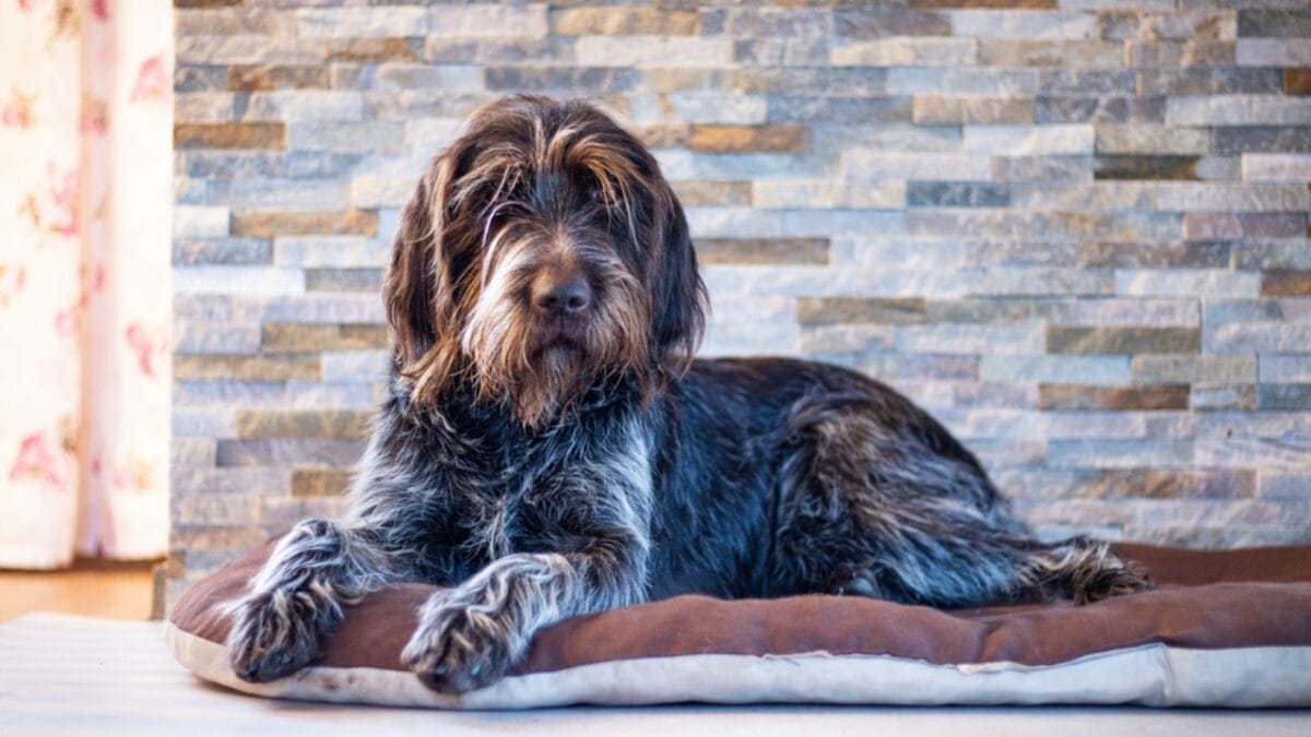 10 Unique Traits of the Wirehaired Pointing Griffon, Thanks to Mendel 3 10 Unique Traits of the Wirehaired Pointing Griffon, Thanks to Mendel - Griffons Have Ancient Greek Roots dp442739758