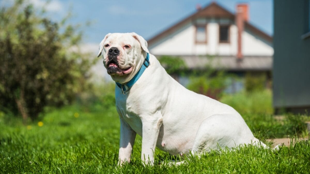 11 Sweet Reasons the All-American Bulldog Is Easy to Love 3 11 Sweet Reasons the All-American Bulldog Is Easy to Love - Guardians of the Farm dp493595368