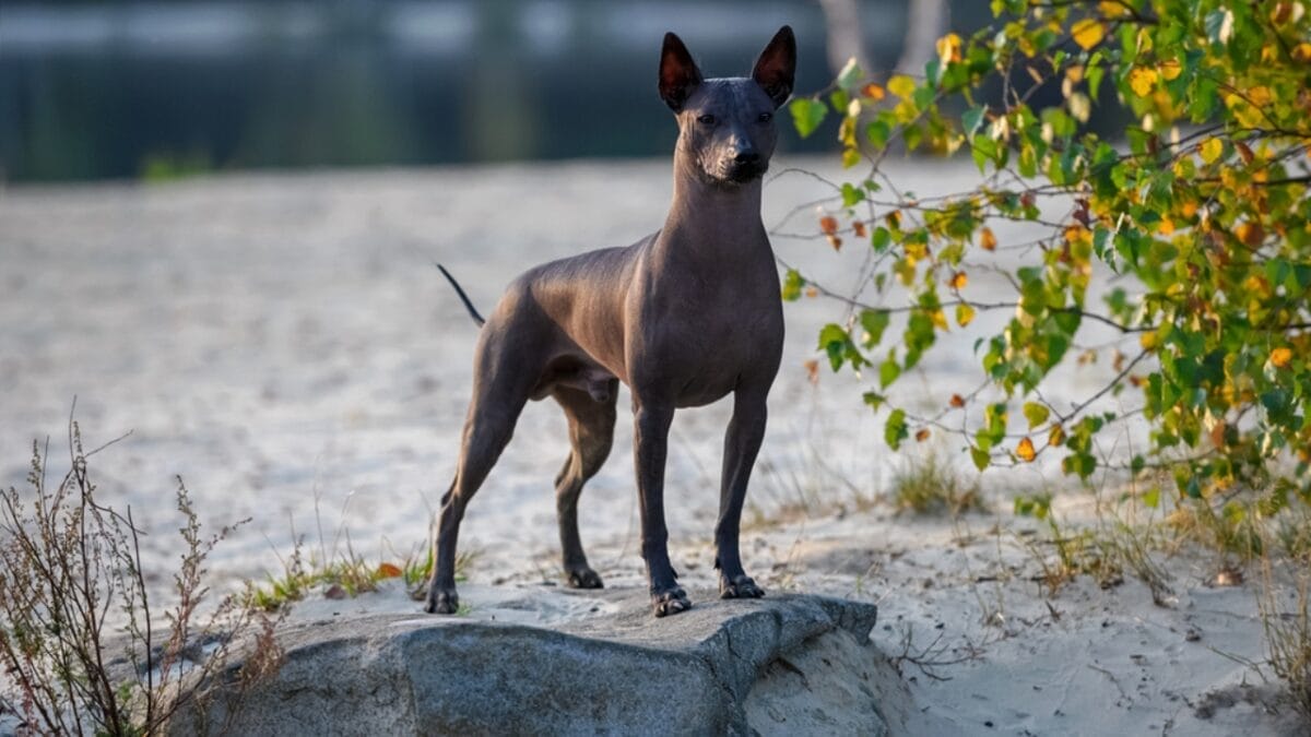 The Xoloitzcuintli: 10 Reasons Why This Breed is Delightfully Weird & Wonderful 4 The Xoloitzcuintli: 10 Reasons Why This Breed is Delightfully Weird & Wonderful - Hairless Hypoallergenic dp451428302