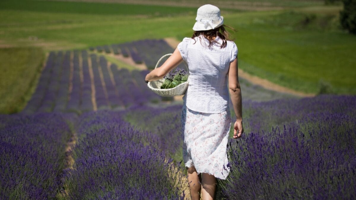 Grow Lavender Successfully: Expert Care Tips That Work 6 Grow Lavender Successfully: Expert Care Tips That Work - Harvesting English Lavender dp285069536