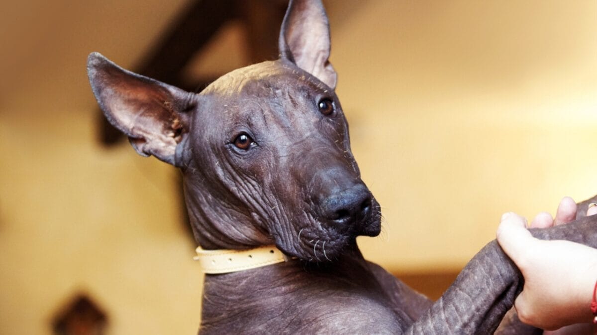 The Xoloitzcuintli: 10 Reasons Why This Breed is Delightfully Weird & Wonderful 9 The Xoloitzcuintli: 10 Reasons Why This Breed is Delightfully Weird & Wonderful - Healing Powers of the Ancients dp309113344