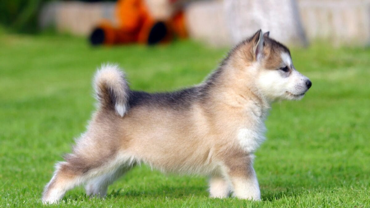 Alaskan Klee Kai: 8 Traits of the Mini Husky with ’70s Roots 4 Alaskan Klee Kai: 8 Traits of the Mini Husky with ’70s Roots - Highly Intelligent dp31528321