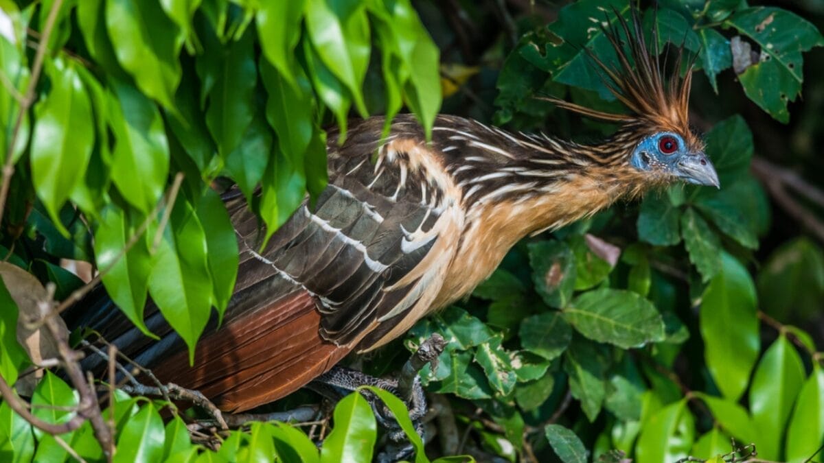 The 15 Weirdest Animals Living in the Rainforest 15 The 15 Weirdest Animals Living in the Rainforest - Hoatzin Bird dp57916081
