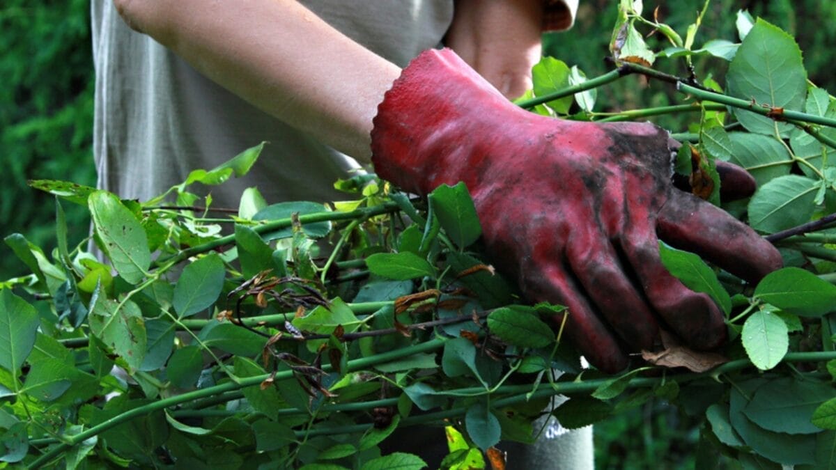 10 Unusual But Highly Effective Ways to Kill Poison Ivy 6 10 Unusual But Highly Effective Ways to Kill Poison Ivy - Holding Poison Ivy dp52612195