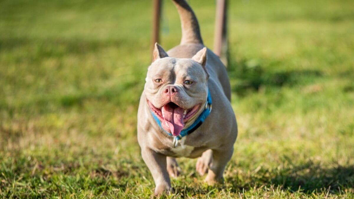 11 Sweet Reasons the All-American Bulldog Is Easy to Love 12 11 Sweet Reasons the All-American Bulldog Is Easy to Love - Hollywood Entertainers dp523468804