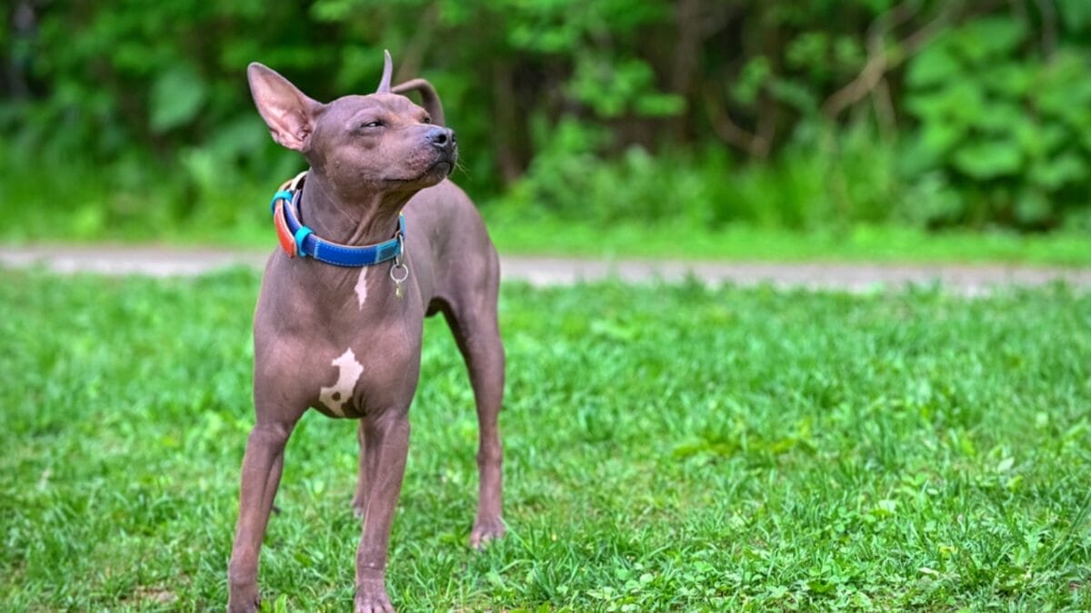 The Xoloitzcuintli: 10 Reasons Why This Breed is Delightfully Weird & Wonderful 11 The Xoloitzcuintli: 10 Reasons Why This Breed is Delightfully Weird & Wonderful - Hollywoods Hairless Star dp294614448