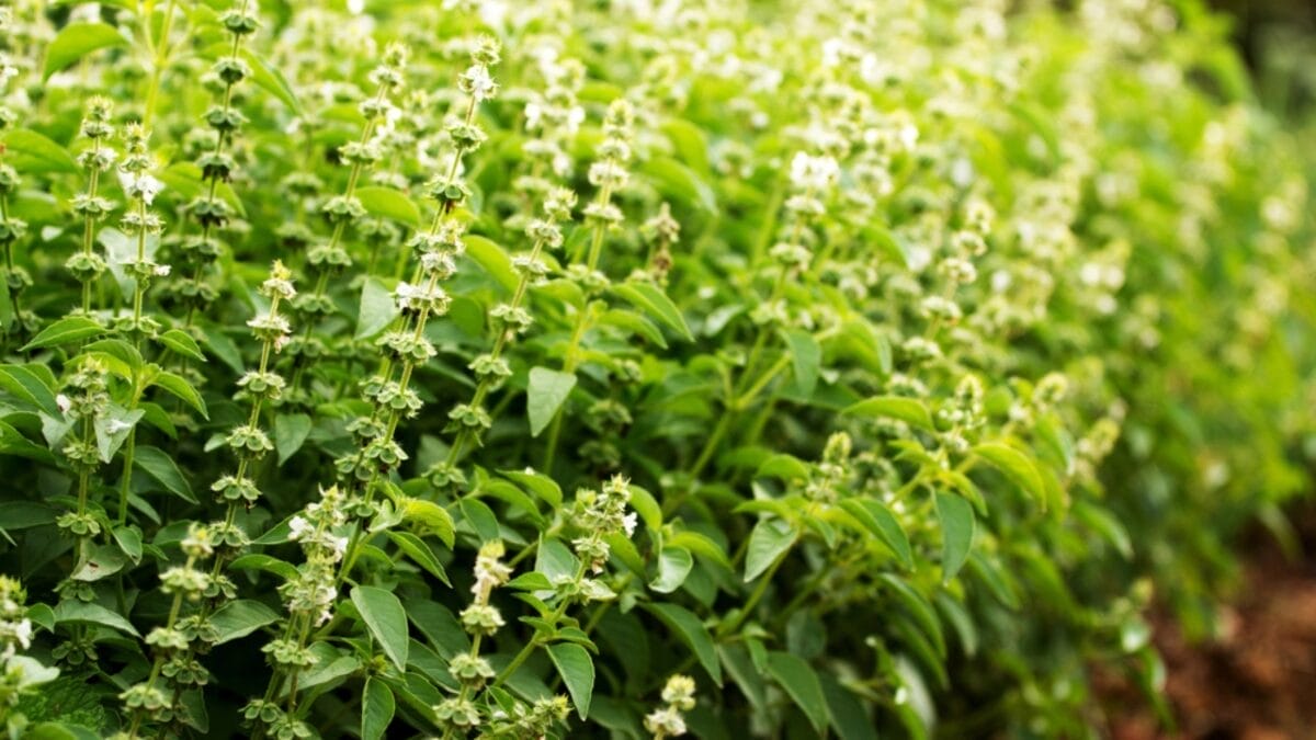 15 Plants Perfect for Starting Your Homegrown Tea Garden - Holy Basil dp45669267